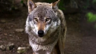 Más de diez comunidades denuncian la "actuación arbitraria" del Gobierno con el lobo