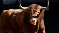 Estos son los imponentes toros de Garcigrande para una nueva tarde de "No hay billetes" en Las Ventas