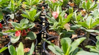 Las 5 plantas que debes podar en septiembre antes del cambio de temperaturas