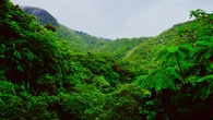 Hallazgo histórico en México: Los arqueólogos encuentran una metrópoli maya perdida con "siniestras tallas" en lo profundo de la selva