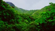 Un joven de 19 años se pierde en la selva y reaparece 10 días después en un templo budista tras sobrevivir comiendo insectos