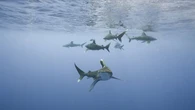 Un tiburón ataca a una turista australiana en una pierna en las islas Galápagos de Ecuador