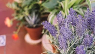 Cómo hacer que crezca la lavanda en tu jardín añadiendo un solo ingrediente a la tierra
