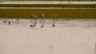 La gripe aviar infecta a 67.000 aves de granja en 2 meses y espera el impacto otoñal