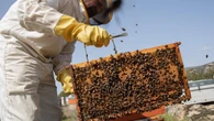 Una apicultora reúne 76.000 firmas exigiendo al Gobierno medidas contra la avispa asiática: "Liquidó todas las abejas que tenía"