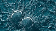 Científicos crean una forma de vida completamente nueva y superior a la creada por la naturaleza
