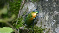 El escarabajo de ocho dientes ha destruido millones de abetos en el centro de Europa, pero no consigue cruzar los Pirineos, gracias a la ausencia de su árbol favorito en los bosques españoles y la composición forestal mediterránea