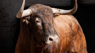 Estos son los serios toros de Juan Pedro Domecq para la "Corrida de la Prensa": Horarios y dónde ver por TV