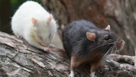 Científicos españoles detectan "superratas" mutantes resistentes al veneno en 12 comunidades autónomas de España