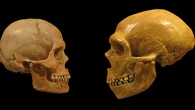 Los neandertales podrían haber tenido lenguaje según este estudio hecho en niños