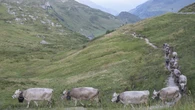 Un excursionista muere tras ser pisoteado por una manada de vacas frente a la horrorizada mirada de su mujer
