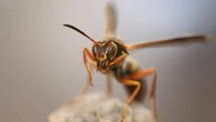 Ni insecticidas ni sprays: este es el método casero con café para mantener lejos a las avispas
