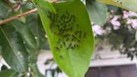 Si tienes hormigas en el jardín, prueba esto: remedios caseros que ayudan a eliminarlas