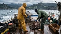 Asturias convierte su pesca artesanal de pulpo en modelo mundial de sostenibilidad