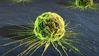 Más del 90% de la población mundial se verá afectada de alguna forma por el cáncer