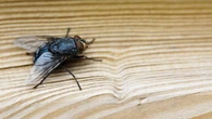 Muere un agricultor en Reino Unido tras la picadura de una mosca que le provocó una enfermedad devastadora