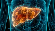 El hígado, clave para entender nuestra salud metabólica