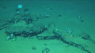 Descubren el mayor cementerio de ballenas del planeta