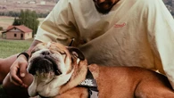Muere Roscoe, el perro de Hamilton: "Perderlo es desgarrador"