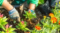 Ni rododendro ni lavanda: estas son las plantas que atraen a polinizadores a tu huerto