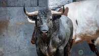 Seriedad, trapío y respeto: así son los imponentes toros de Victorino Martín para hoy en Las Ventas