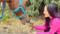 "Duque", el caballo terapeuta
