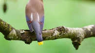 Ley de protección animal: ¿Qué especies exóticas podrán mantenerse en los hogares?