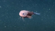 Los científicos graban una nueva especie de pez y cuesta creer que no sea un Pokémon