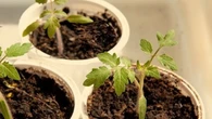 La planta que puede crecer incluso en el envase de un yogur: da frutos todo el año