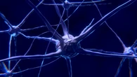 Los alimentos que debes incorporar a tu dieta para estimular la creación de neuronas, según un especialista en longevidad