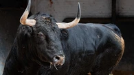 Estos son los imponentes toros de Victoriano del Río para el gran día de la Beneficencia: Horario y dónde ver por TV