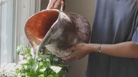 Ni a las 7 ni a las 8 de la mañana: este es el mejor momento del día para regar las plantas cuando hay ola de calor