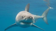 Un pescador muere tras el brutal ataque de un tiburón en la Gran Barrera de Coral