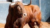 Estos son los serios toros de Juan Pedro Domecq el reencuentro de tres conceptos de corte clásico: Horarios y dónde ver por TV