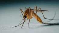 Olvídate de los mosquitos este verano con el sencillo truco casero de la pasta de dientes que arrasa en redes