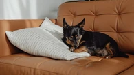 Un juez acaba de fallar lo impensable en España: hay propietarios que ya no pueden tener mascota en su propia casa