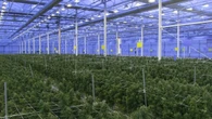 Tres detenidos en una plantación de marihuana con 4.500 plantas valoradas en 3 millones