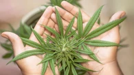 Alarma por el inicio del consumo de cannabis entre niños de 9 y 10 años
