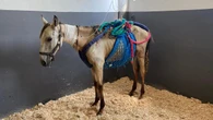 “El caballo se ha convertido en un instrumento del placer humano”