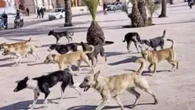 Marruecos no logra frenar la rabia a pesar de las campañas contra los perros callejeros