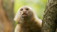 Una jauría de 20 monos furiosos mata a un hombre en la India mientras clamaba por ayuda