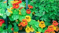 La flor resistente que aún puedes plantar en junio y llenará de color tu balcón hasta otoño