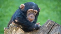 Científicos desmienten que el parto humano sea "especialmente difícil"