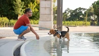 Una ola de calor que también pone en peligro a los animales: así harás que tu perro no sufra y evitarás malos mayores