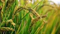 El alimento más consumido del planeta no puede con el cambio climático