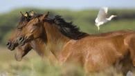 Desvelan las dos mutaciones clave que forjaron el imperio del caballo
