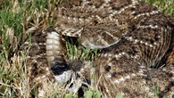 El experimento definitivo: científicos crean una serpiente de cascabel robótica que revela cómo el miedo a la muerte está grabado en los genes de los animales