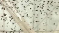 Adiós moscas: así es el truco de la botella para que no entre ni una en casa