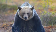 El aumento de ataques de osos a personas en Japón se salda con dos nuevas víctimas