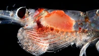 A 3.000 metros bajo el mar: investigadores españoles documentan la vida secreta del Ártico